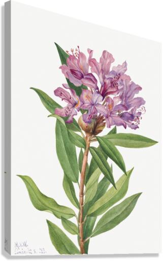 California Rose Bay Rhododendron californicum 1933 Canvas Print