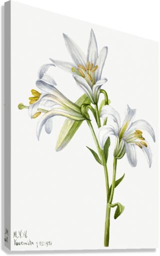 Washington Lily Lilium washingtonianum 1933 Canvas Print