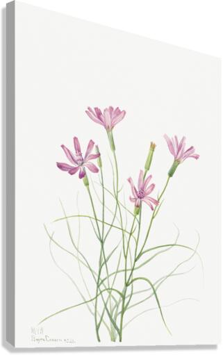 Skeleton Weed Lygodesmia grandiflora 1931 Canvas Print