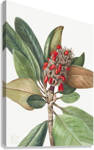 Southern Magnolia Magnolia grandiflora 1923 Canvas Print