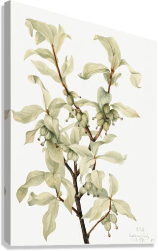 Silverberry Elaeagnus commutata 1922 Canvas Print