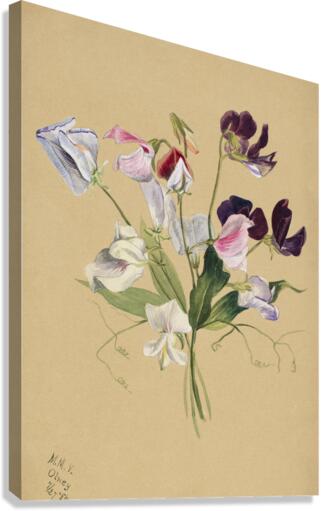 Flower Study 1886  Canvas Print
