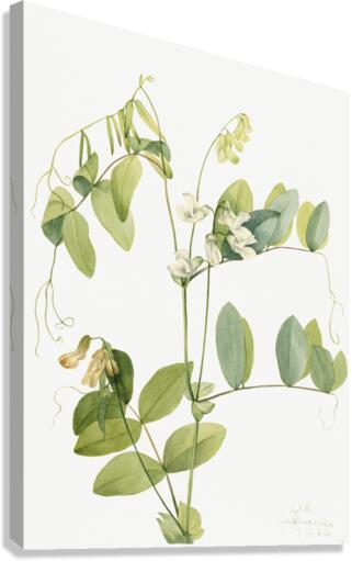 White Pea Lathyrus ochroleucus 1920 Canvas Print