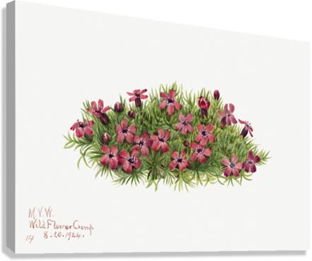 Moss Campion Silene acaulis 1924 Canvas Print