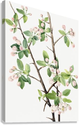 Wild Sweet Crab Malus coronaria 1920 Canvas Print