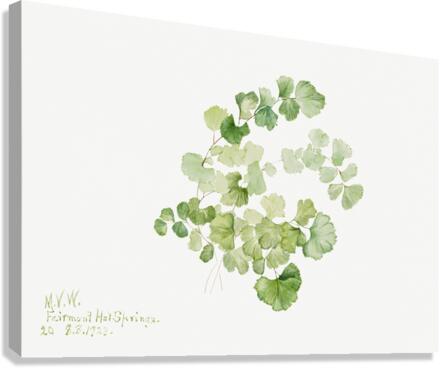 Puccoon Lithospermum ruderale 1923 Canvas Print