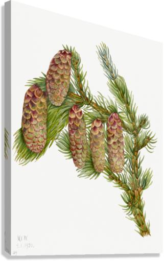 Douglas Fir Pseudotsuga mucronata 1923 Canvas Print