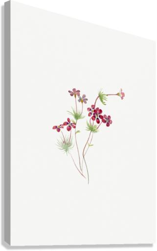 Gilia linanthus parviflorus 1900–1930 Canvas Print