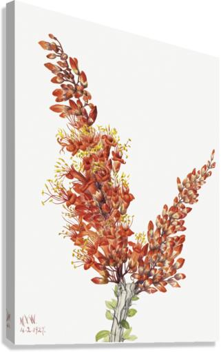 Ocotillo Fouquieria splendens 1927 Canvas Print