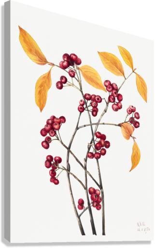 Red Chokeberry Aronia arbutifolia 1920 Canvas Print