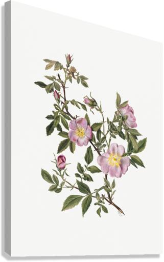 Rose Mallow Hibiscus moscheutos 1878 Canvas Print