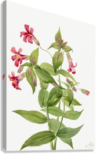 Lewis Monkey Flower Mimulus lewisii 1899 Canvas Print