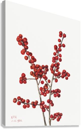 Winterberry Ilex verticillata 1920 Canvas Print
