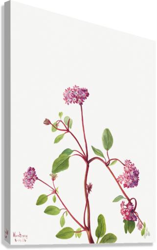 Sand Verbena Abronia umbellata 1936 Canvas Print