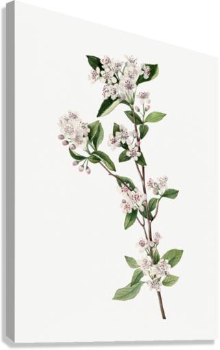 Cucumbertree Magnolia acuminata 1922 Canvas Print