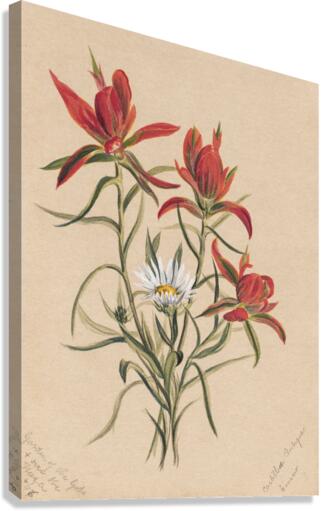 Indian Paintbrush Castilleja rhexifolia 1883 Canvas Print