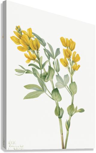 Goldenpea Thermopsis rhombifolia 1923 Canvas Print