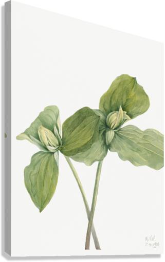 Toad Trillium Trillium sessile 1920 Canvas Print
