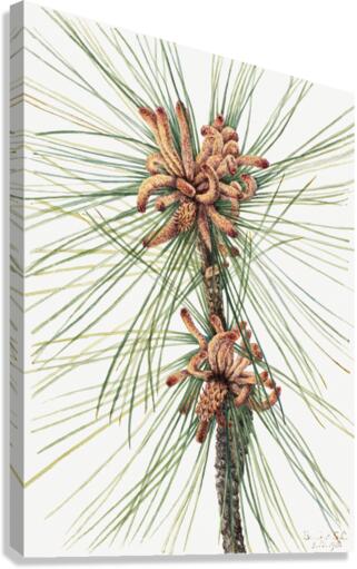 Large Purple Fringe–Orchid Habenaria grandiflora 1926 Canvas Print