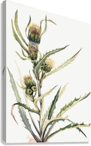White Thistle Cirsium hookeranum Canvas Print