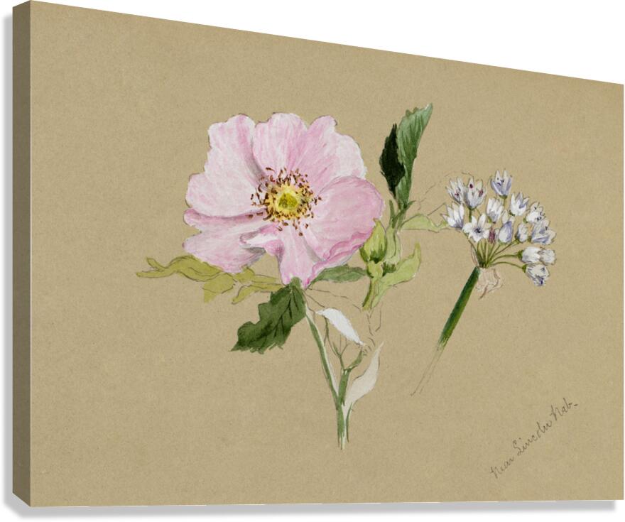 Flower Study 1876–1878 Canvas Print