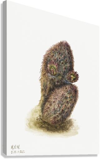 Green Strawberry Cactus Echinocereus viridiflorus 1925 Canvas Print