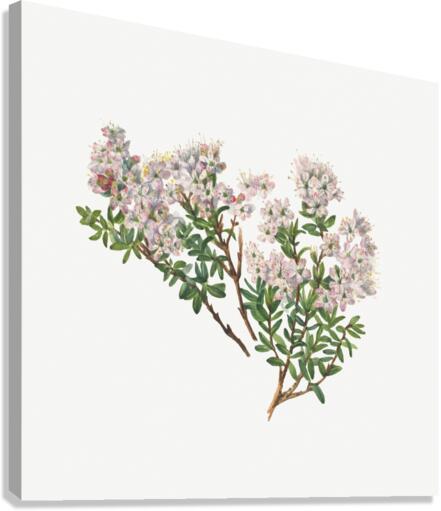 Sand Myrtle Leiophyllum lyoni 1930  Canvas Print