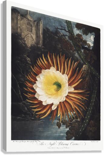 The Night–Blowing Cereus Canvas Print