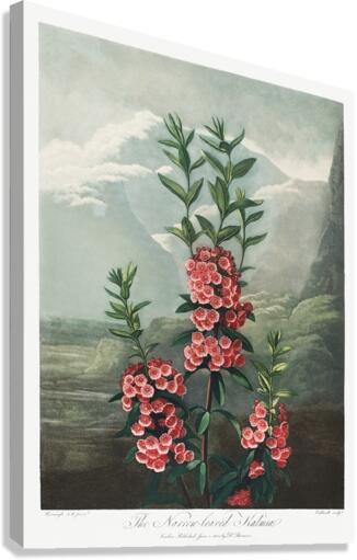 The Narrow–Leaved Kalmia Canvas Print