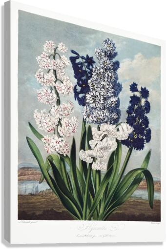 The Narrow–Leaved Kalmia Canvas Print