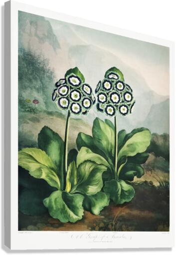 A Group of Auriculas Canvas Print