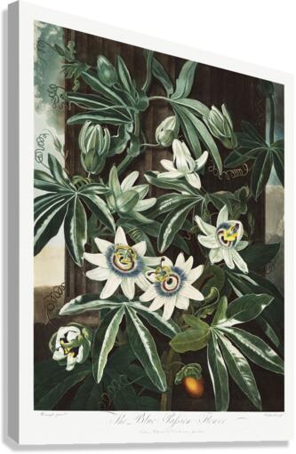 The Passiflora Cerulea Canvas Print