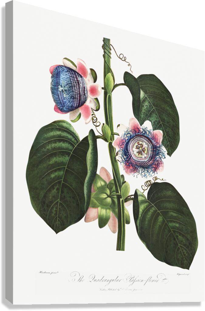 The Quadrangular Passion Flower  Canvas Print