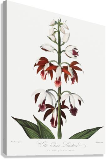 The Chinese Limodoron  Canvas Print