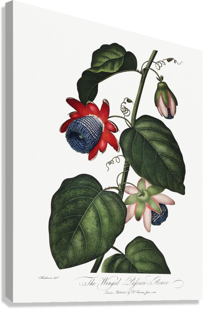 The Winged Passion-Flower Canvas Print