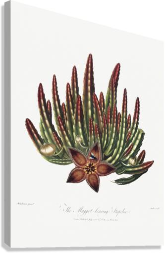 The Maggot–Bearing Stapelia Canvas Print