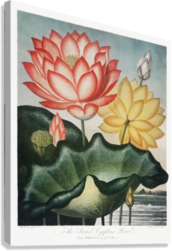 The Sacred Egyptian Bean Canvas Print