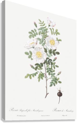 White burnet roses Canvas Print