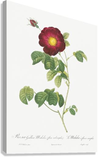 Simple-Flowered French Rose Canvas Print