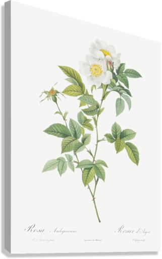 Vintage red rose Canvas Print