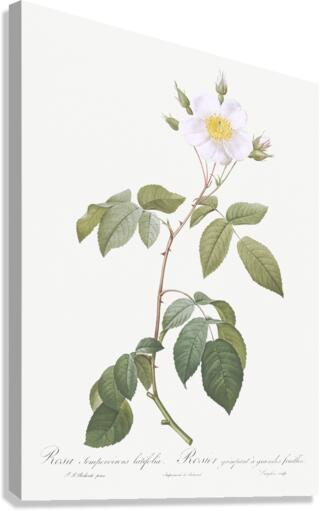 Big leaved climbing rose Canvas Print