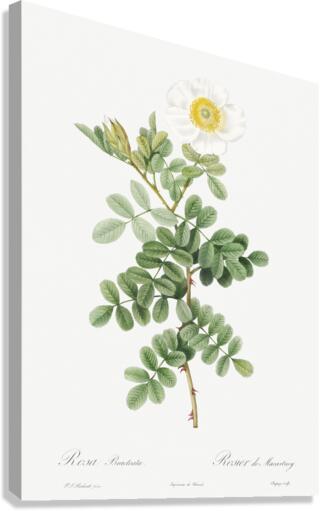 Macartney Rose Canvas Print