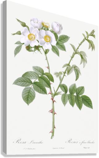 White flowered rose Canvas Print