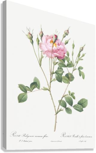 Anemone flowered sweetbriar rose Canvas Print