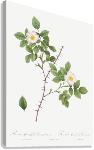 Vintage Rose of Dematra Canvas Print