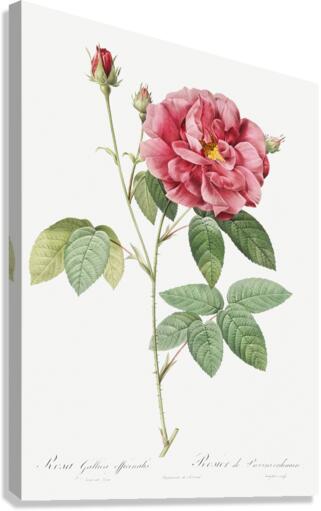 Vintage rosa gallica rose Canvas Print