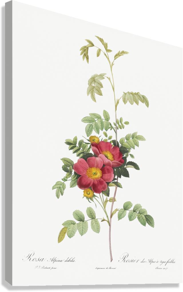 Vintage alpine rose Canvas Print