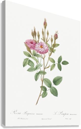 Mossy pompon rose Canvas Print