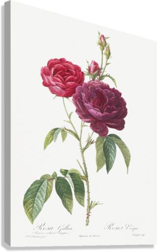 Blooming purple roses Canvas Print