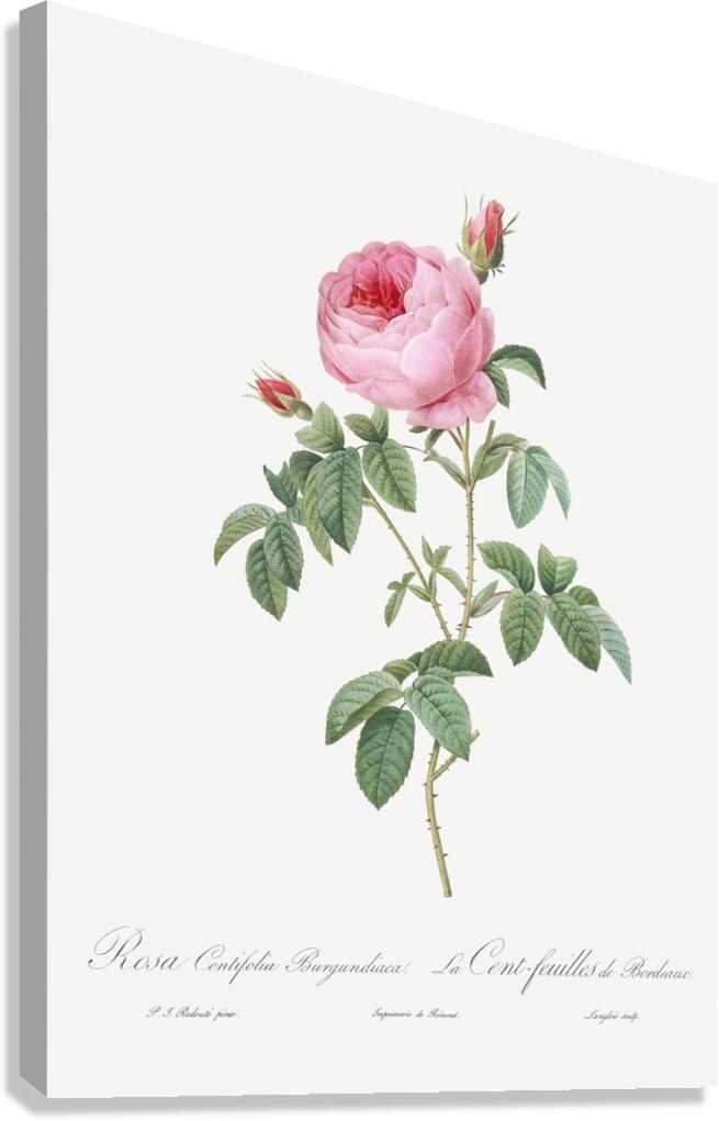 Provence rose in bloom Canvas Print